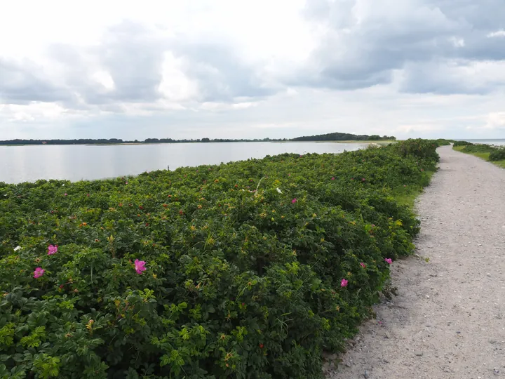 Halshuisene + Enebaerodde Beach (Denemarken)